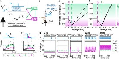 Dendritic Voltage Recordings Explain Paradoxical Synaptic Plasticity: A Modeling Study